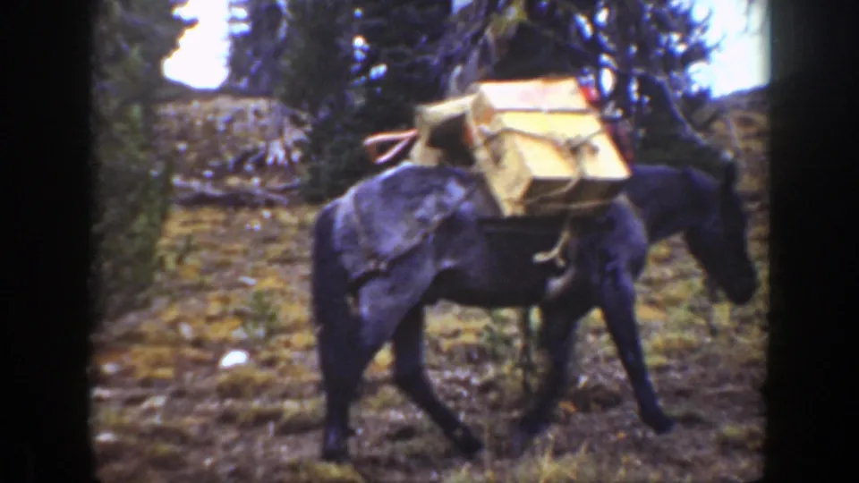Close 1938 California frame of a dark pack animal carrying wooden crates across a damp forest trail.