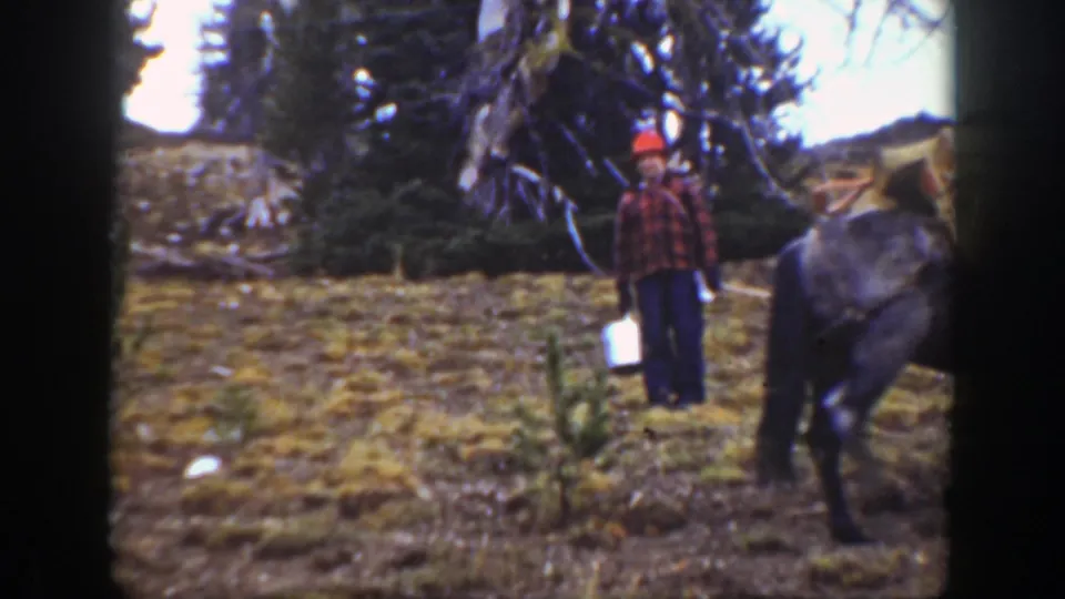 A man in a red plaid shirt and cap follows a loaded pack animal in 1938 California forest footage.