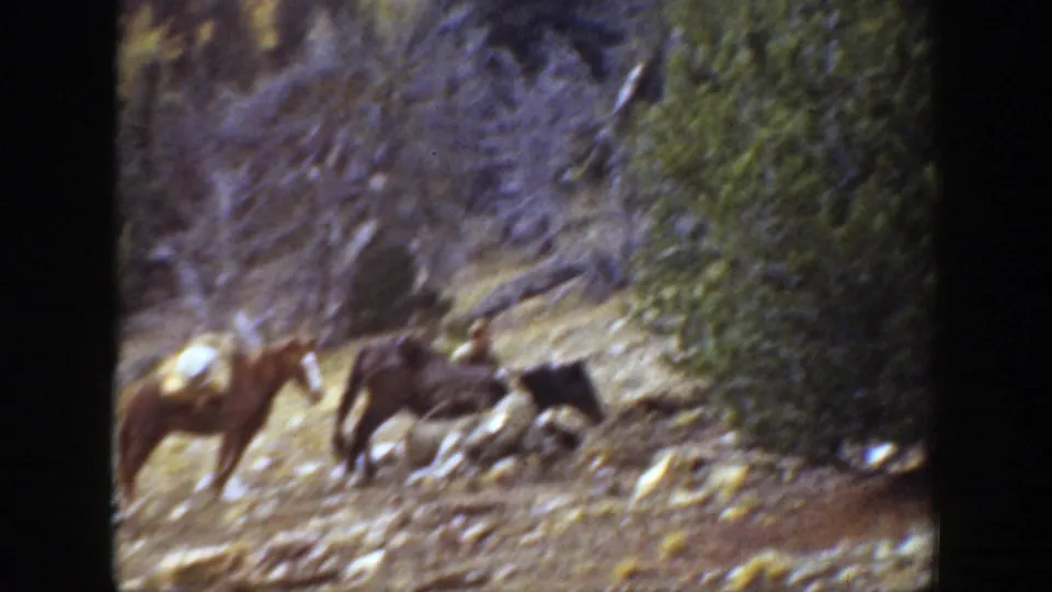 Two horses, one apparently saddled, stand on a rocky wooded slope in archival 1938 California home-movie footage.