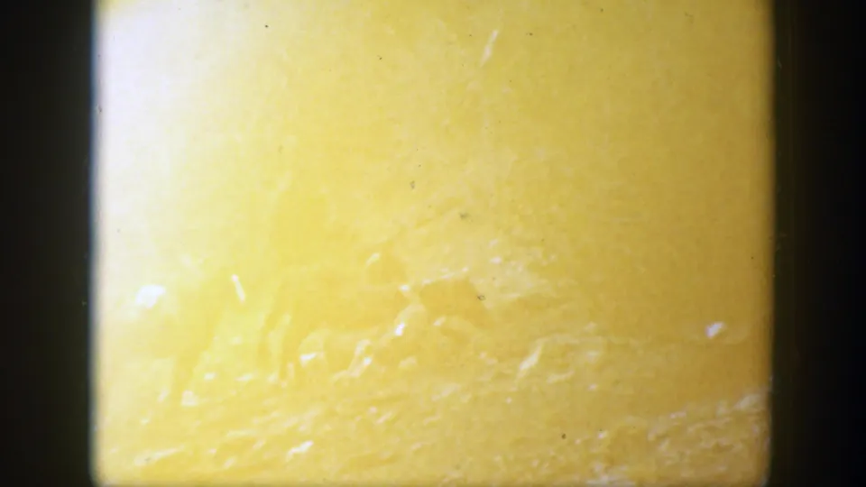 A yellow film flare washes over a blurred wooded hillside scene with horses faintly visible in the frame.