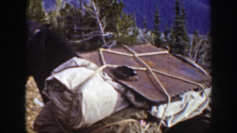 A tarp-covered bundle is roped onto a dark horse in a snowy California forest, with trees and bare branches behind it.