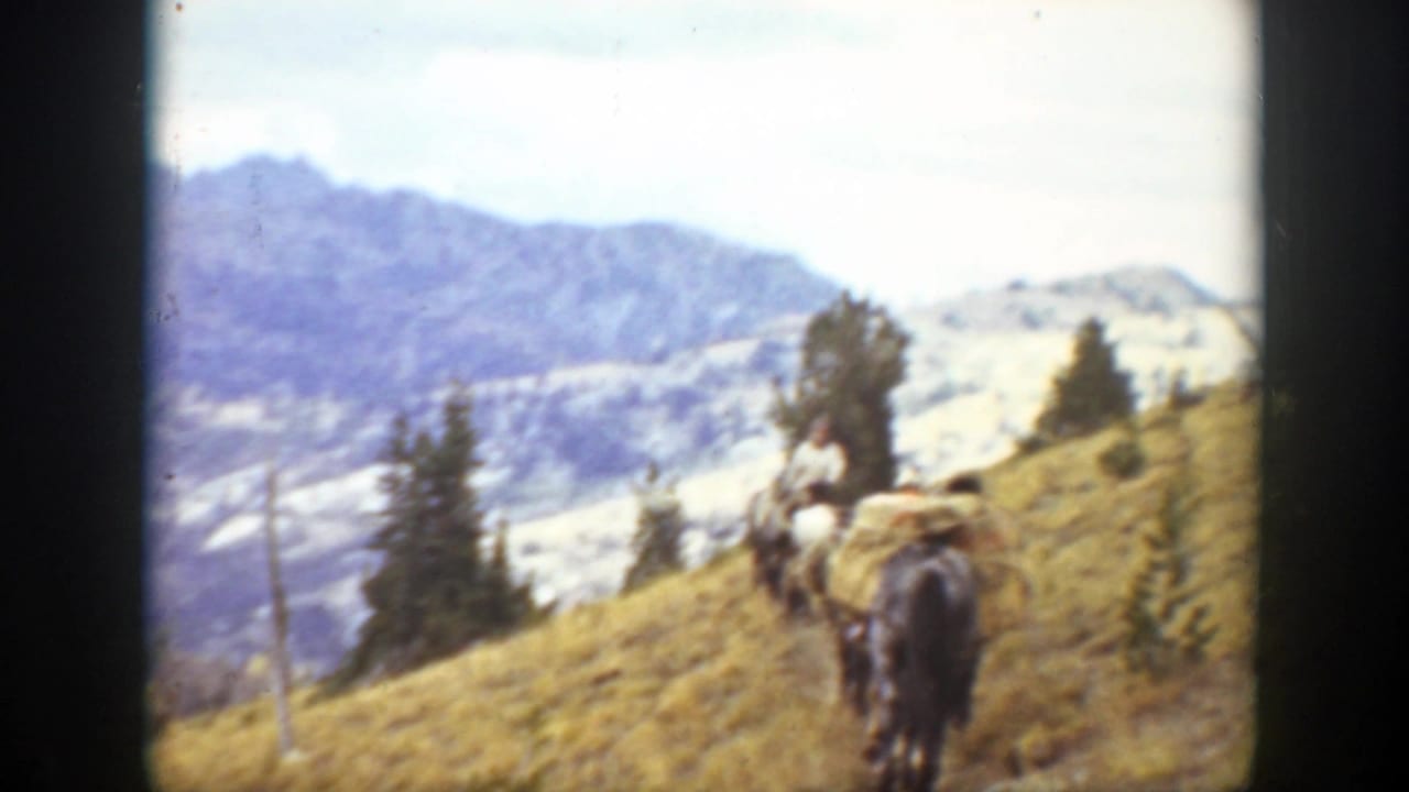 Man and pack horses on a grassy mountain slope.