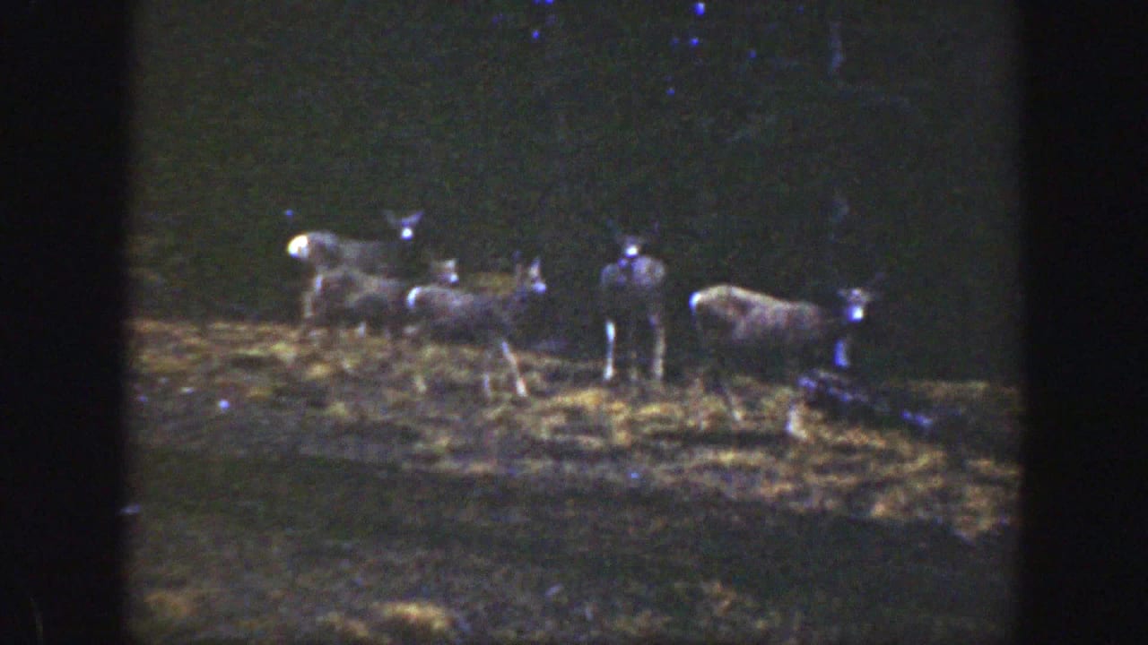 Several deer stand and graze in a dark forest clearing at night.
