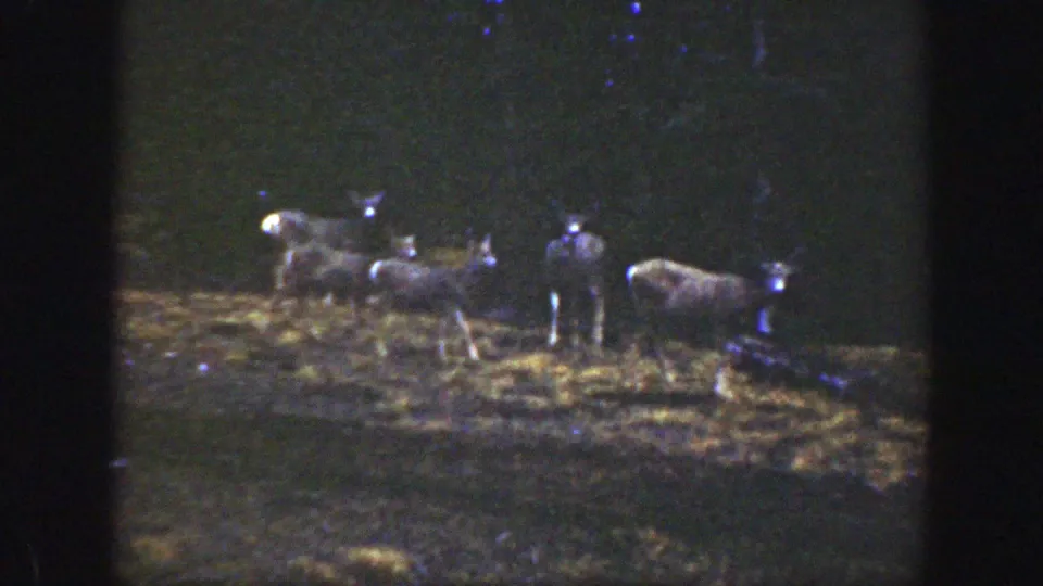 Low-light 1938 California frame showing deer with pale tails grazing in a forest clearing, with a standing human figure nearby.