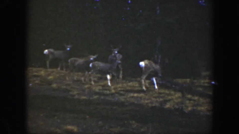 1938 California home-movie frame of deer spread across a dark wooded clearing, their white tails catching the available light.