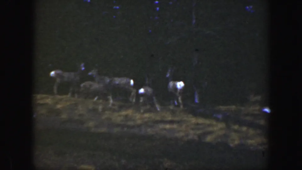 Low-light 1938 California frame showing a deer herd clustered near the trees in a forest clearing, with bright tails visible against the dark background.