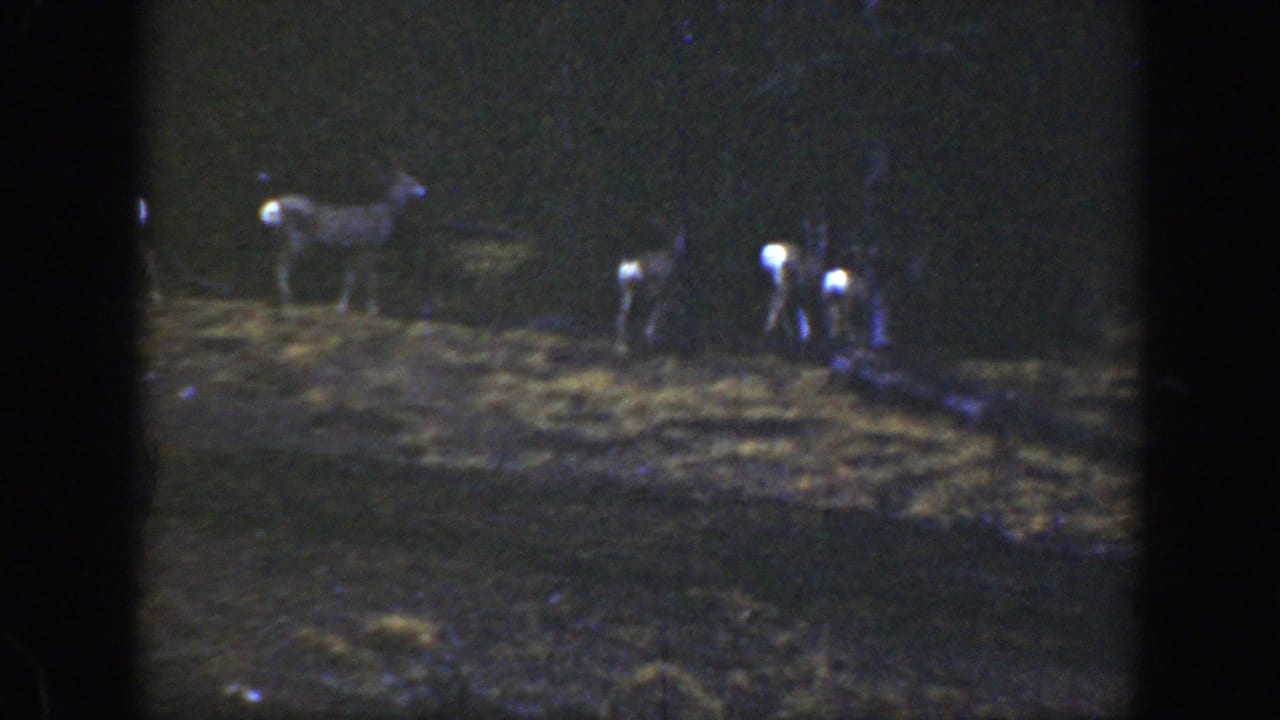 1938 California 8mm frame showing deer or fawns in a dark forest clearing, with heavy grain and visible film borders.