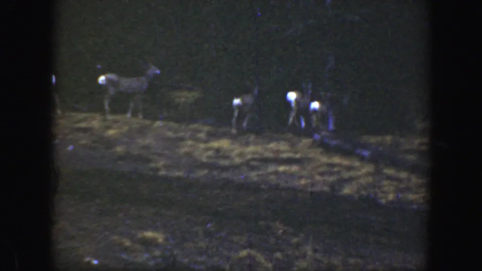 1938 California 8mm frame showing deer or fawns in a dark forest clearing, with heavy grain and visible film borders.