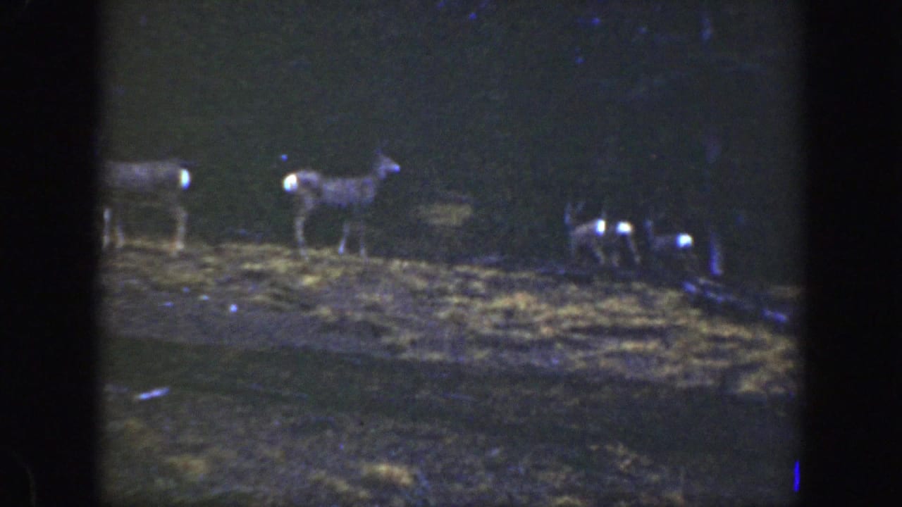 Deer are spaced across a grassy clearing beside dark trees.