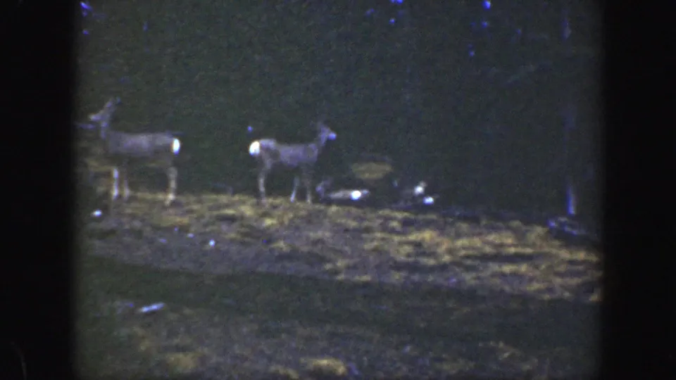Two deer stand in a dim California forest clearing in this 1938 8mm home-movie frame, with soft focus and muted color.
