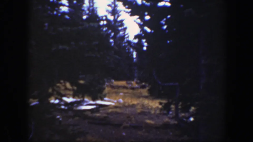 A darker 1938 California forest frame shows tree silhouettes and a small patch of clearing, with the animals no longer clearly visible.
