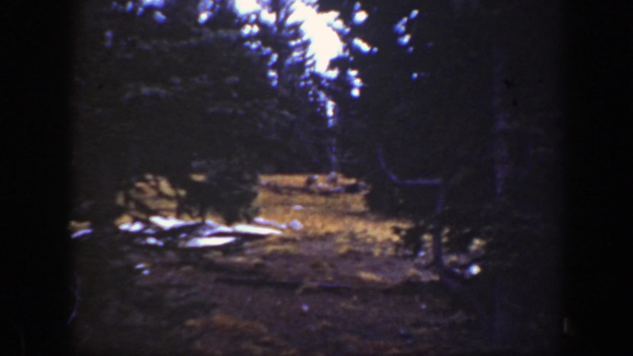 Wooded clearing framed by tall evergreens, rocks, and fallen limbs.