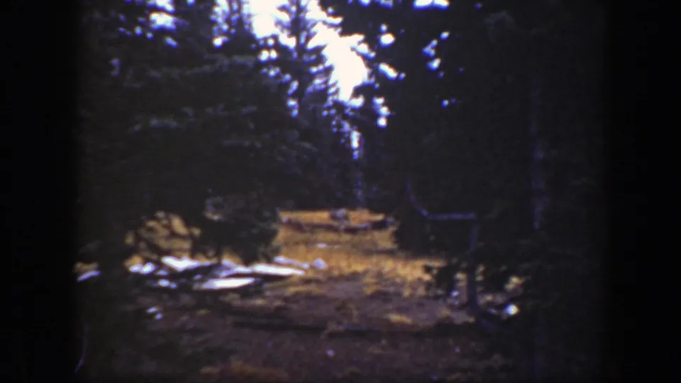 A 1938 California home-movie frame shows a still evergreen woodland scene with a bright clearing, rocks, and scattered downed wood.