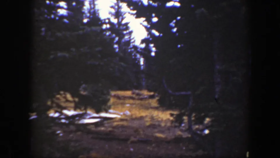 Final 1938 California 8mm frame of the forest clearing, with dark trunks, blue-purple shadows, fallen branches, and a bright sky gap.