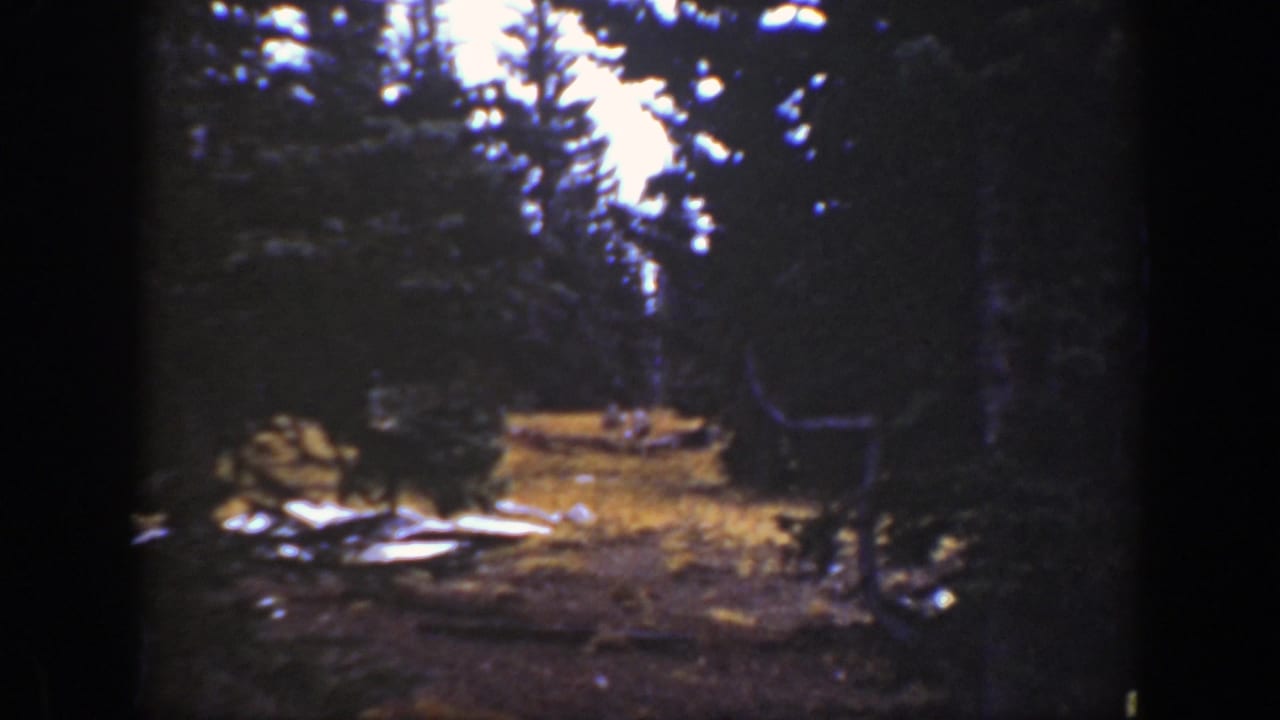 Dark conifer forest clearing with sunlit grass, rocks or pale logs, and indistinct small shapes near the ground.