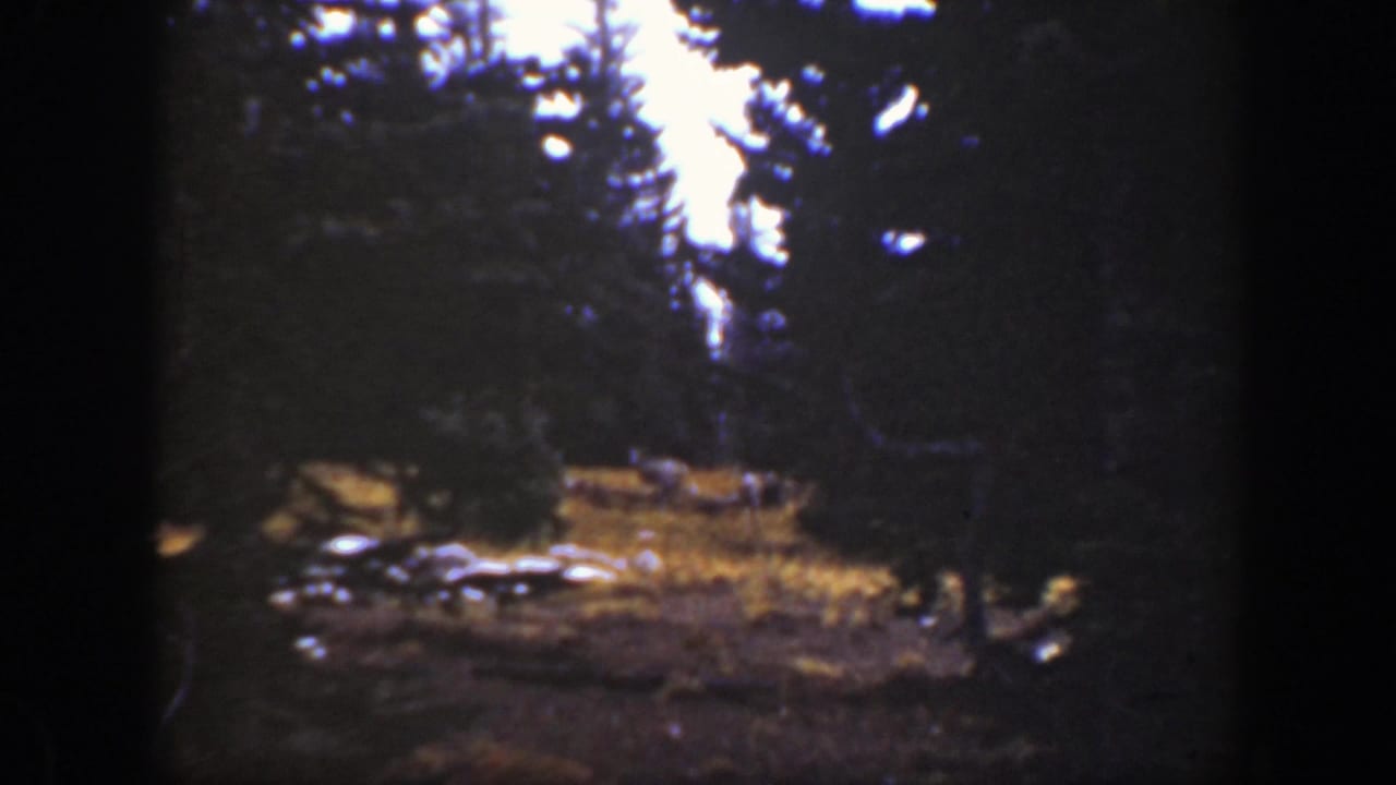Similar forest clearing with tall trees, golden grass, pale ground shapes, and heavy shadow at the frame edges.