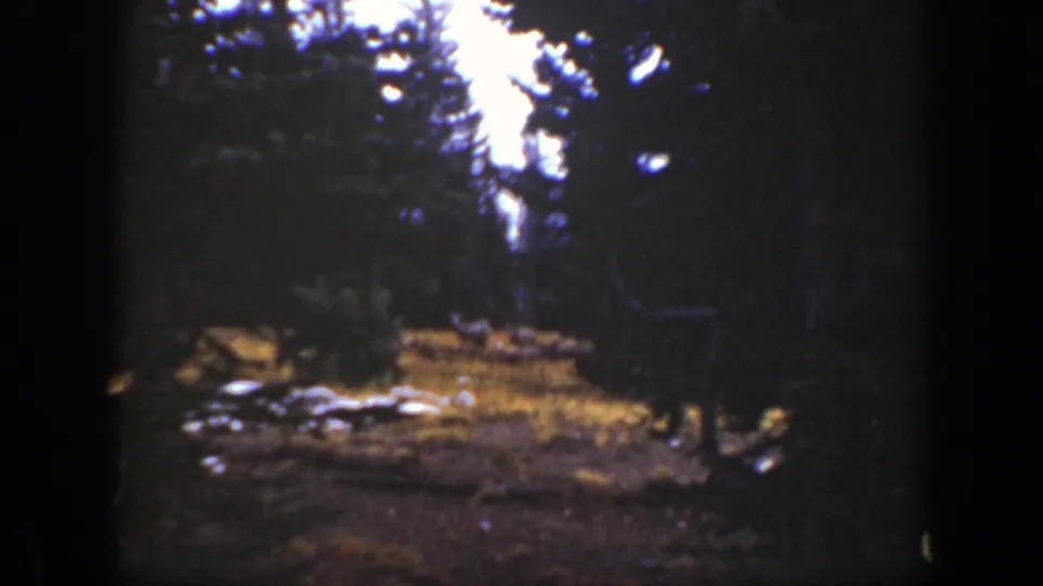 Soft 1938 8mm California forest frame with dense trees, a small sunlit clearing, pale rocks or logs, and indistinct movement near the forest floor.