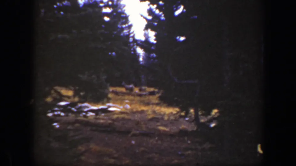 Late-clip 1938 California 8mm frame showing a shadowed forest clearing, warm grass, pale rocks or logs, and possible small wildlife shapes.