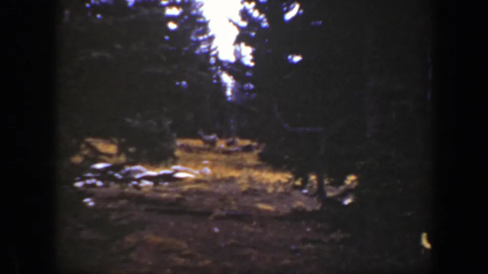 1938 California 8mm frame showing tall evergreens, a bright sky opening, and a shadowed forest clearing with pale rocks or logs.
