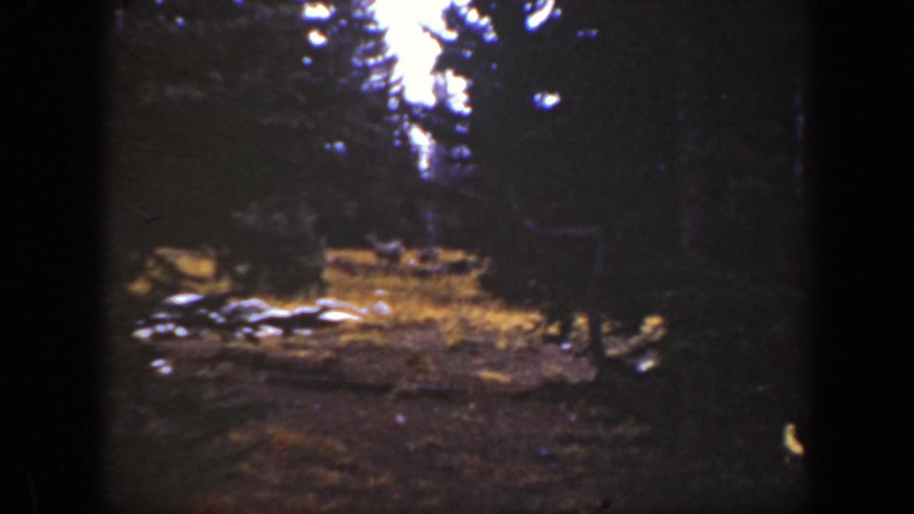 Shadowed evergreen clearing with bright sky above and pale shapes on the forest floor.