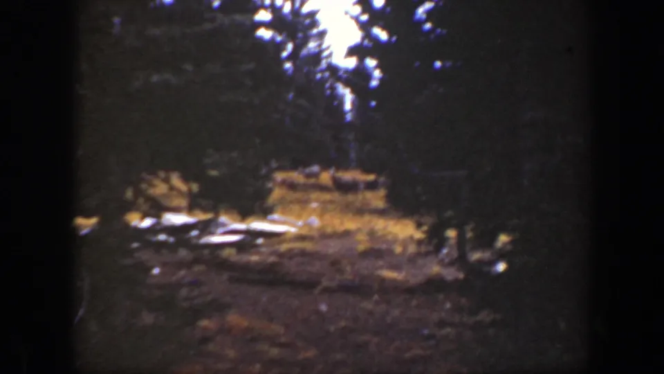 1938 California 8mm view of a forest clearing bordered by tall evergreens, with uneven light across rocks or logs and dry ground cover.