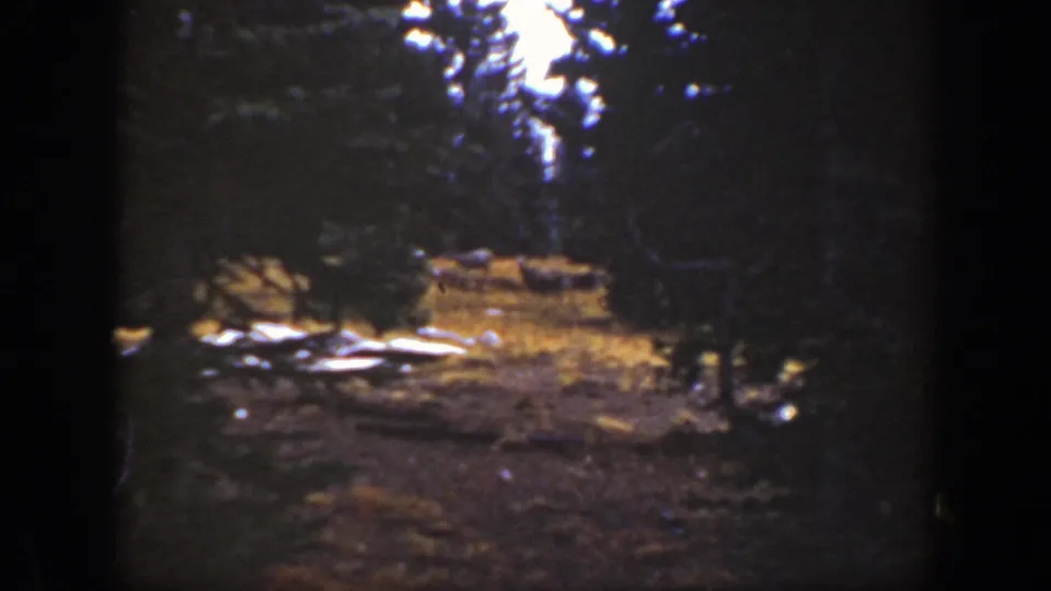 Late-1930s California forest frame with dark evergreen edges, a bright opening above, and a warm clearing crossed by pale rocks or logs.