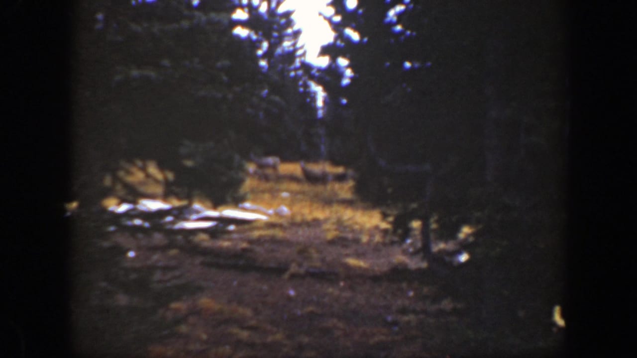 Shadowed conifer clearing with pale fallen wood and a distant animal-like shape near the sunlit grass.