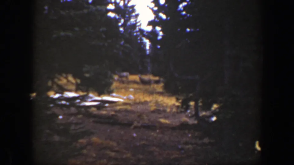 1938 California 8mm frame showing a dark conifer woodland clearing with pale fallen wood and a distant possible deer partly obscured by trees.
