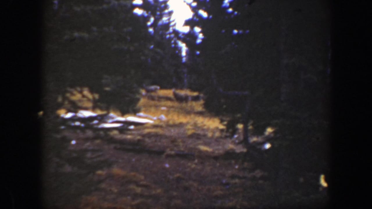 Conifer woods and open clearing with pale logs in the foreground and a distant animal-like form.