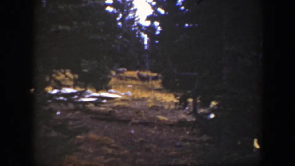 1938 California forest view on 8mm film, with fallen pale wood, dark evergreens, and a distant possible deer shape in the clearing.
