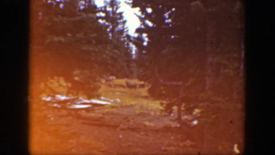 Warm color-shifted 1938 California 8mm view of the conifer clearing, with fallen wood and a faint distant animal-like shape.