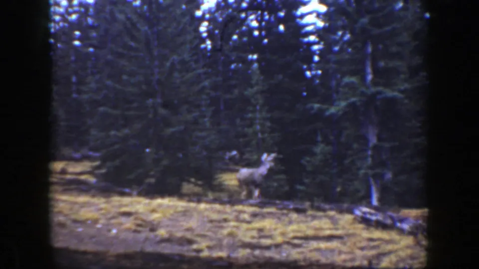 A deer stands alert in a California forest clearing, framed by dark conifers and soft 8mm film texture.
