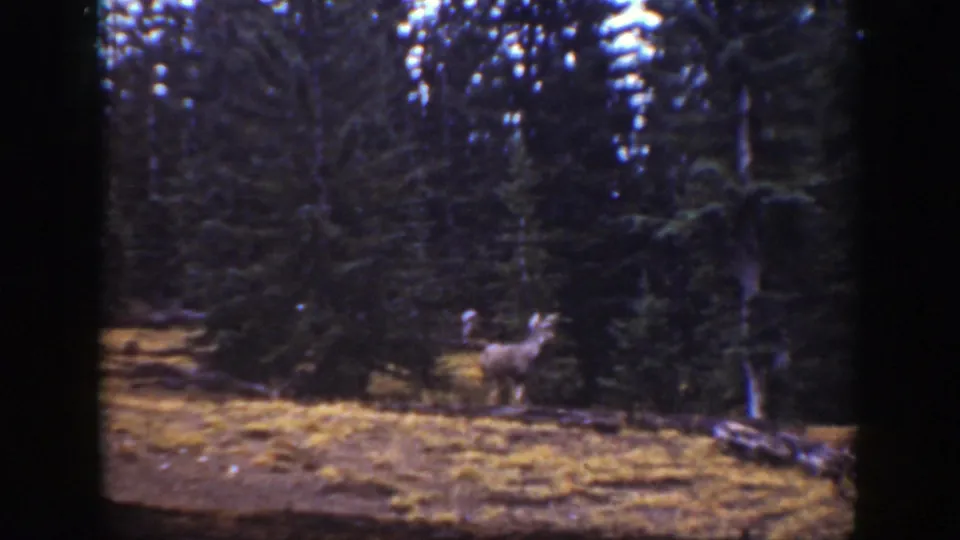 The deer remains in the forest clearing, partially softened by handheld 8mm focus and dark surrounding trees.