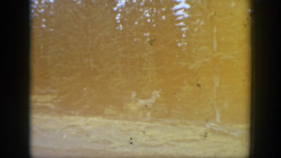 A faded yellow 8mm frame shows the deer faintly in the forest clearing as exposure washes across the scene.