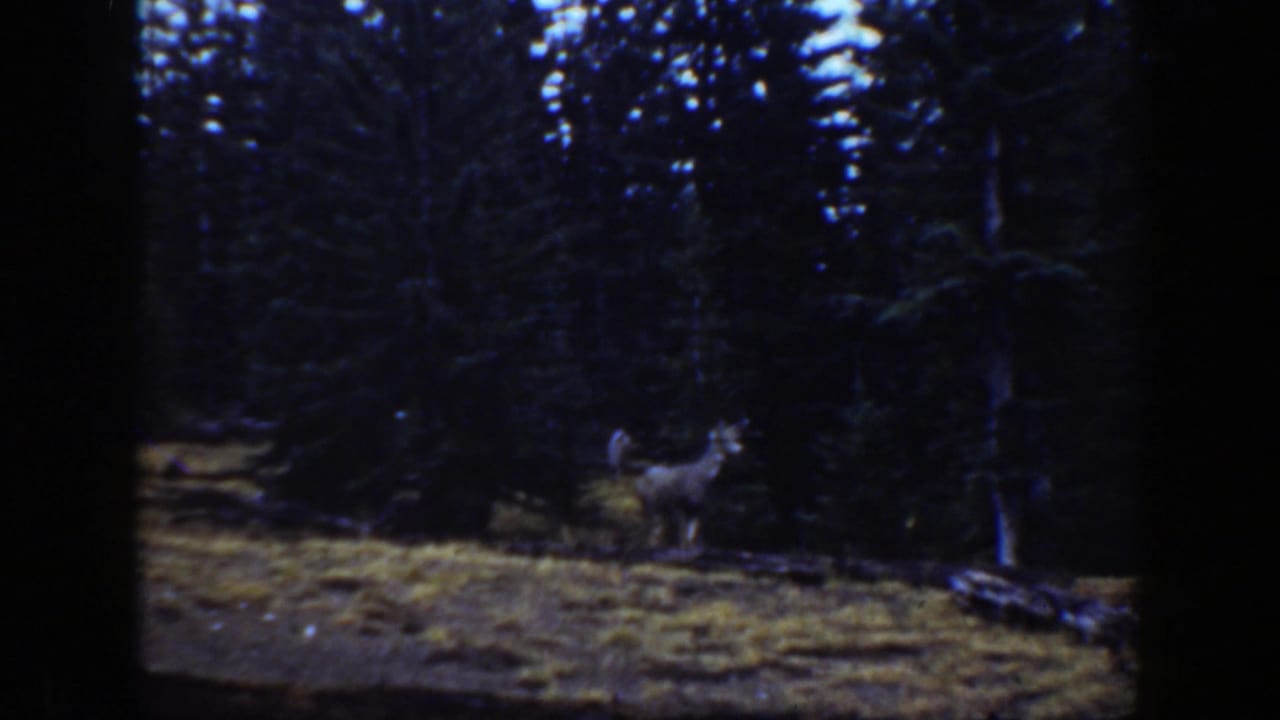 1938 California 8mm frame showing a deer standing alert on yellowed grass beside dense evergreen woods.