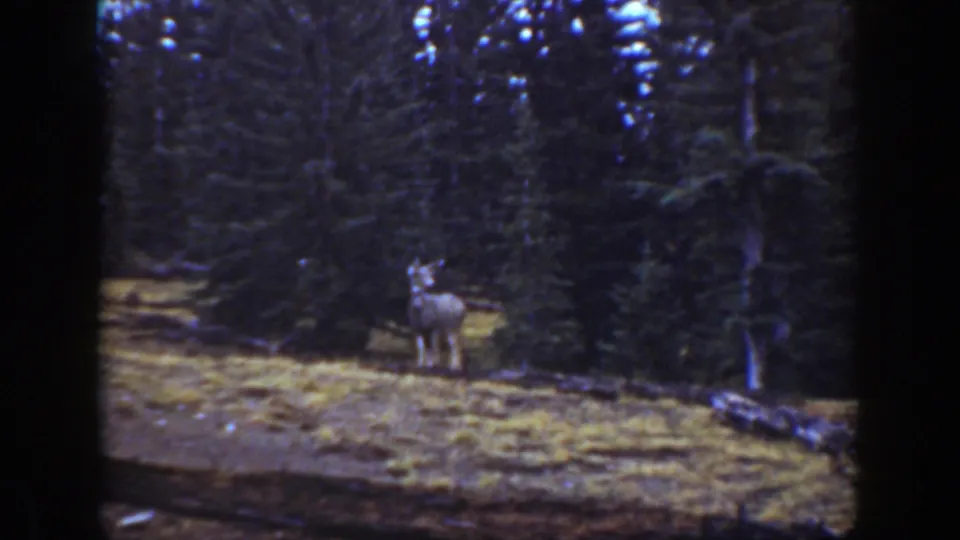 Deer remains still in a California forest clearing, framed by dense trees and soft 8mm film borders.