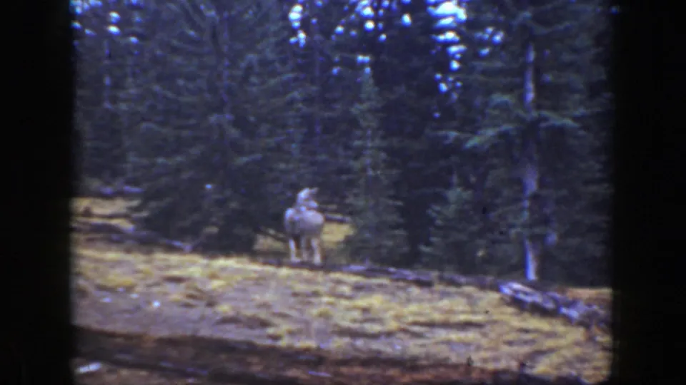 Vintage 8mm view of a deer standing on grass in a California forest, with a tall tree trunk nearby.