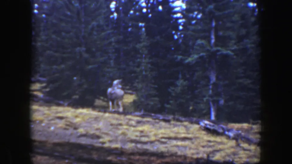 1938 home-movie frame of a deer standing in a shaded California forest clearing with visible 8mm texture.