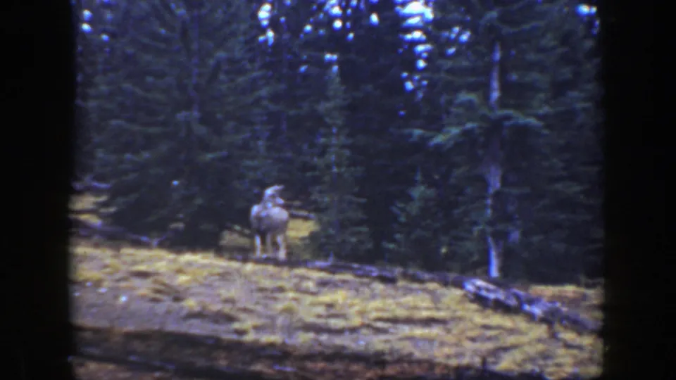 A deer stands alert on a grassy hillside in a California pine forest, from 1938 8mm home-movie footage.
