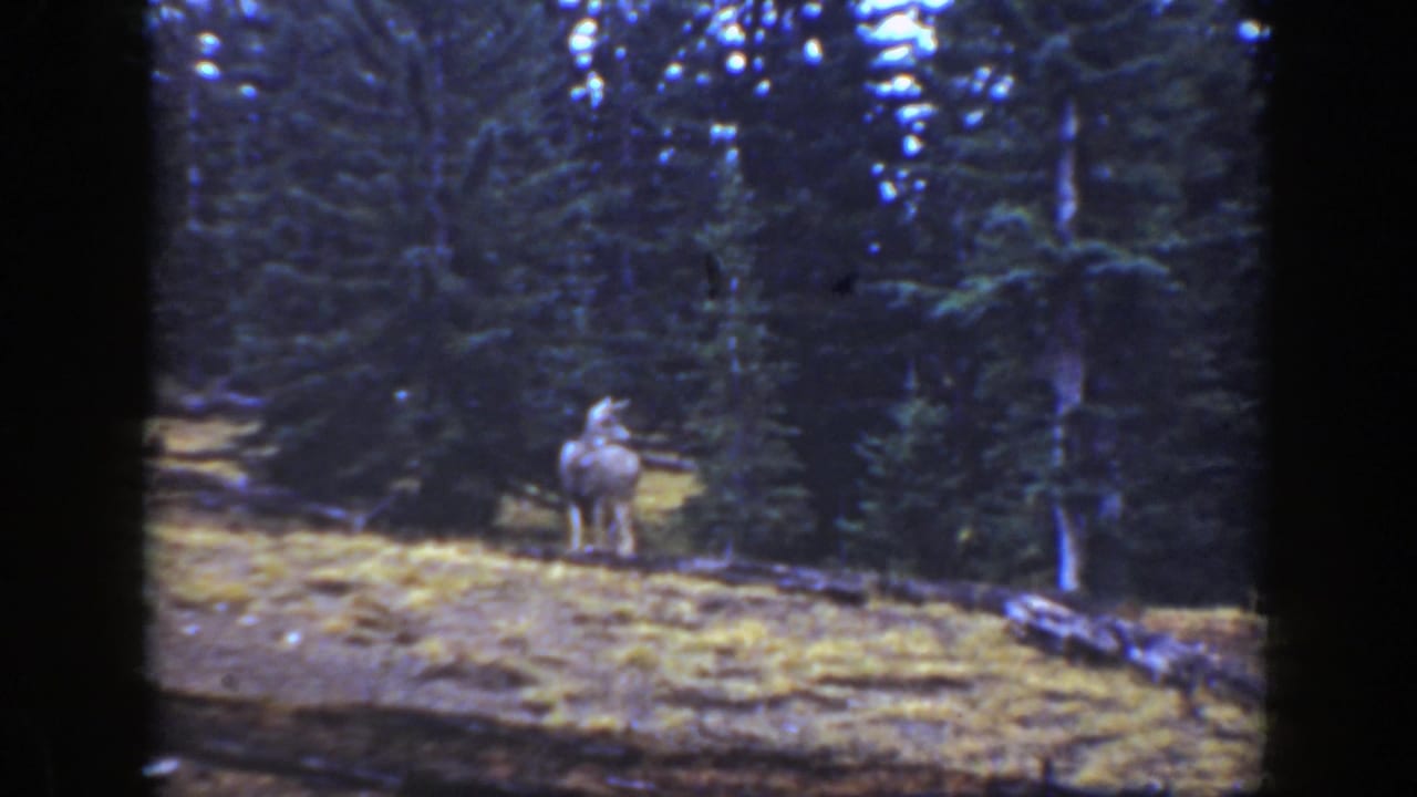 Deer facing the camera from a forest clearing with pine trees behind it.