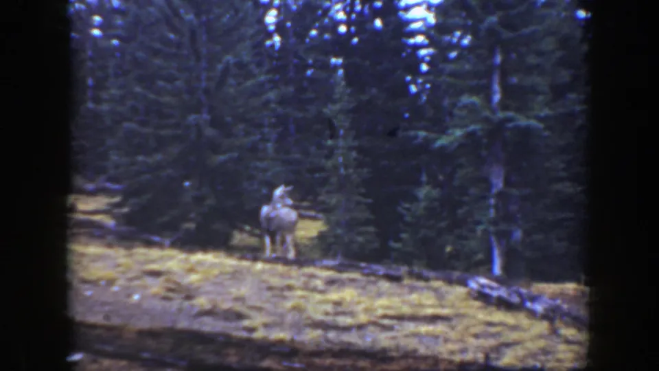 A deer remains alert in a pine forest clearing in supported 1938 California home-movie footage.