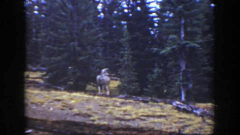 A deer holds near the clearing edge as tall pines fill the background in vintage California 8mm footage.