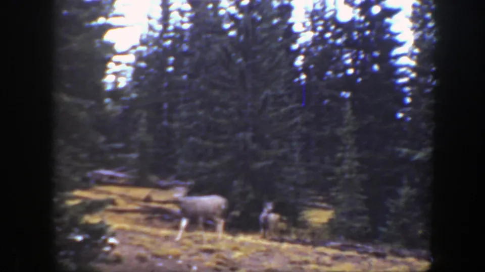 Two deer move through a grassy forest clearing with fallen logs and pines in 1938 California home-movie footage.
