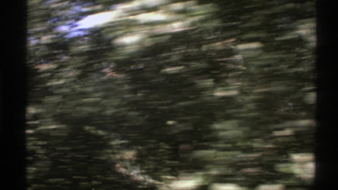 Motion-blurred roadside trees with sunlight streaking across the frame.