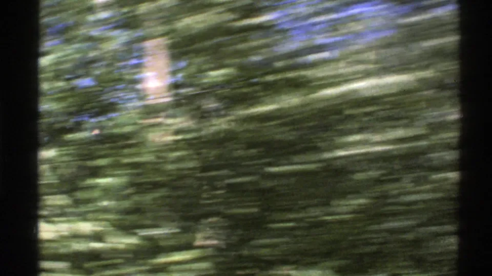 Dense roadside greenery fills the 8mm frame during the Norway countryside drive, with heavy motion blur from the moving vehicle.