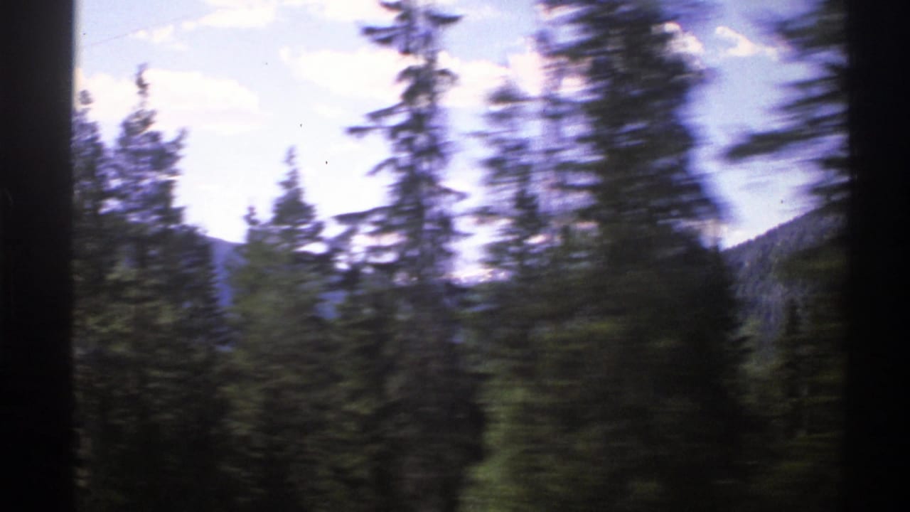 Tall conifers blur across the foreground with mountains and bright sky behind.