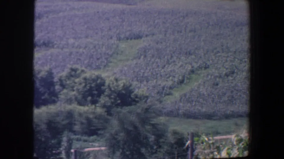 1959 Iowa rural landscape with crop rows, tree line, a grassy track, and soft 8mm color fading.