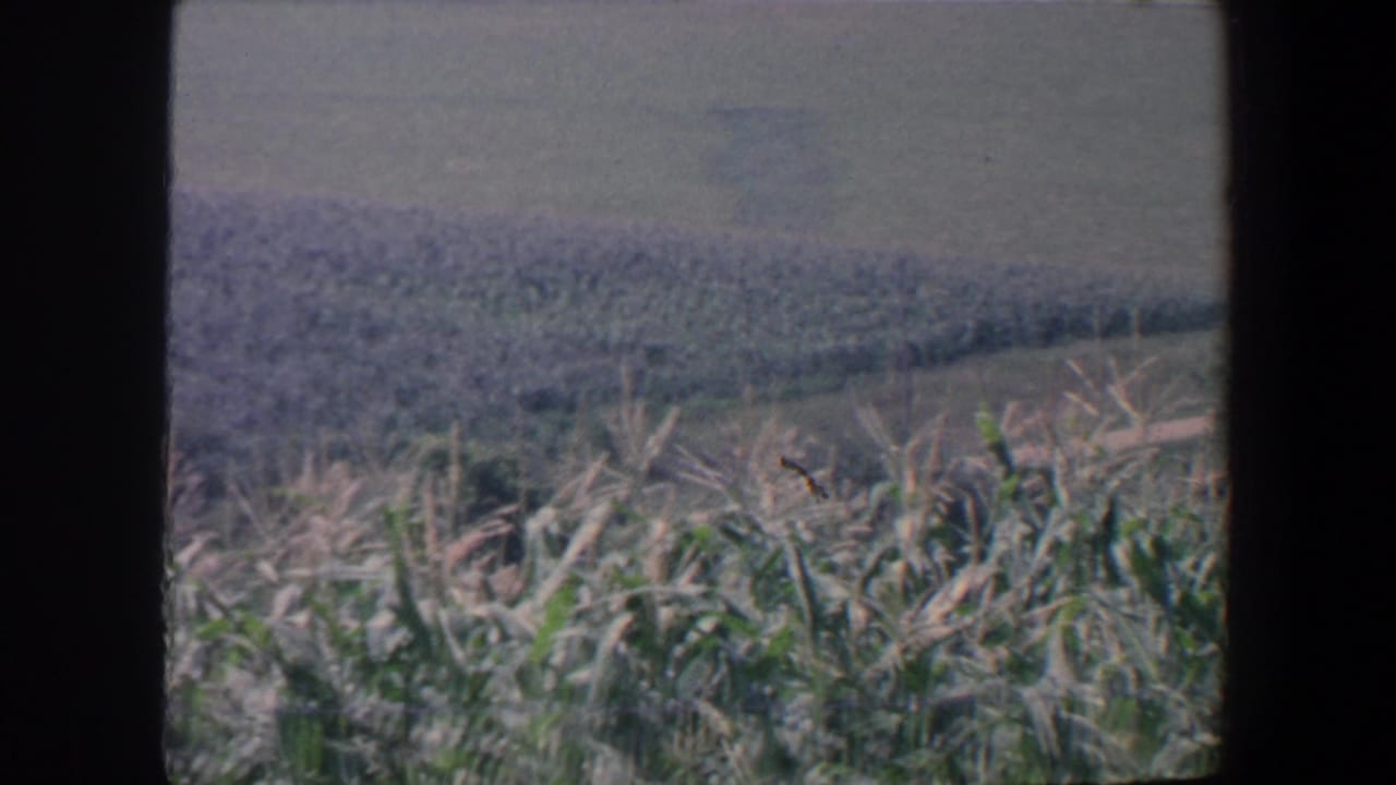 Tall field growth and distant farmland seen through dark vertical frame edges.