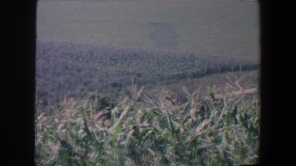 A 1959 Iowa rural landscape frame with tall plants in the foreground, distant fields, pale sky, and heavy dark film-edge framing.
