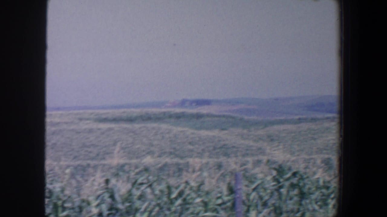 1959 Iowa field scene with dense foreground plants, open rolling land, and low hills visible under a washed pale sky.